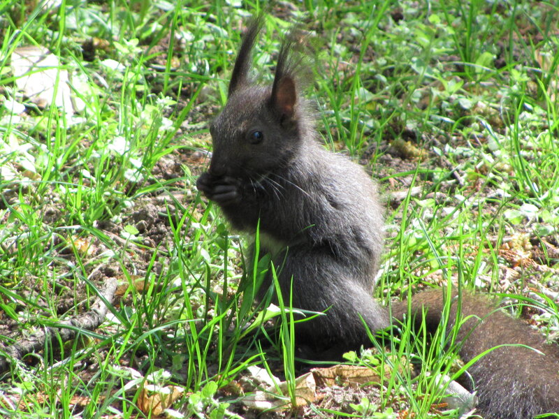 Black squirrel eating in grass
