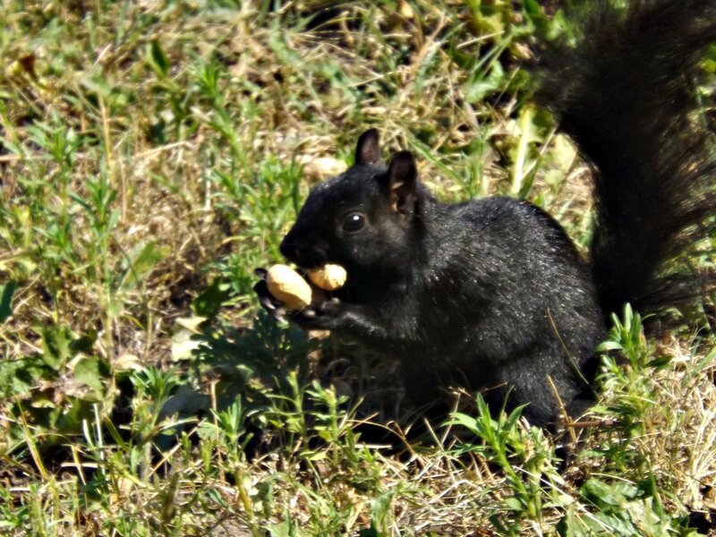 Black Squirrel Eating Peanut