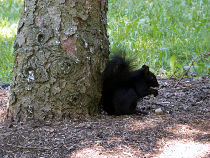 Black Squirrel Eating