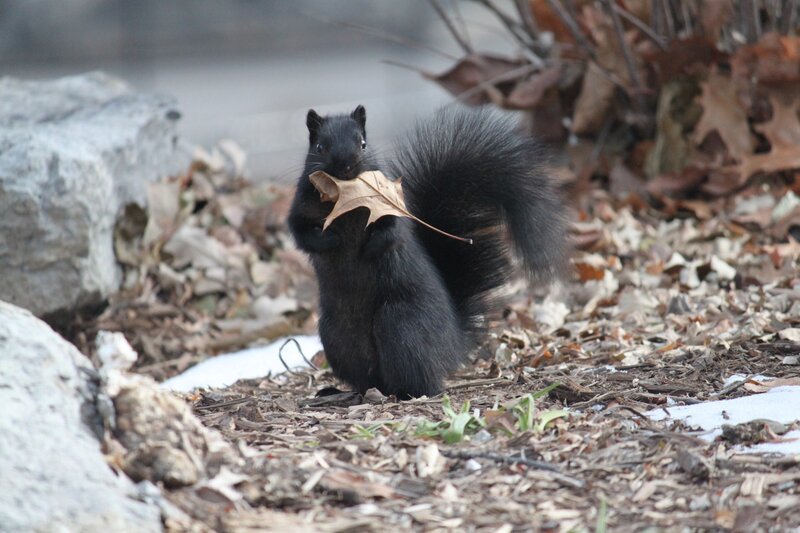 Black Squirrel Holding Leaf