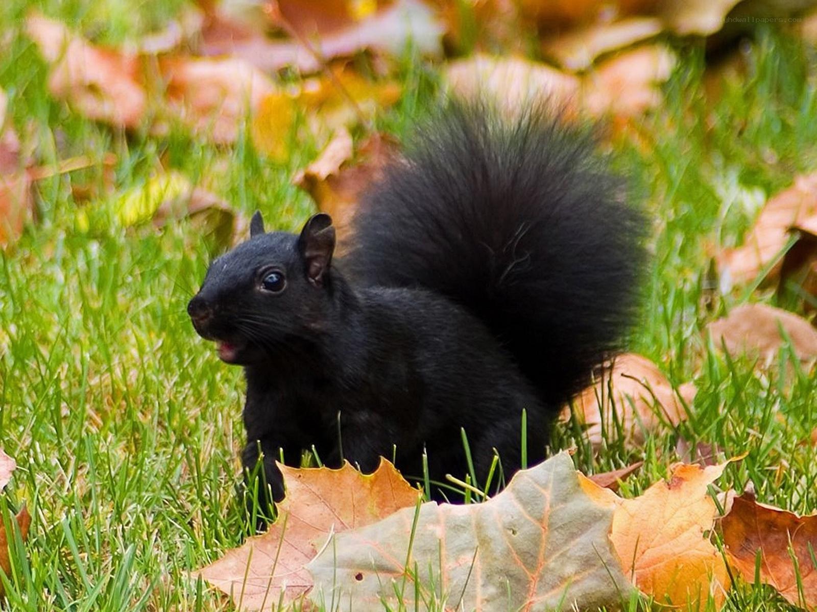 Black squirrel in autumn leaves