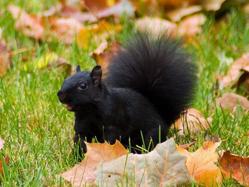 black squirrel in autumn leaves