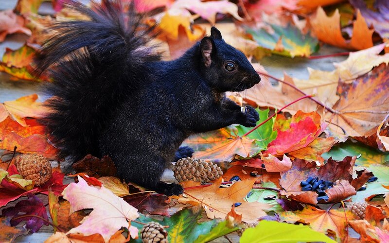 Black squirrel in autumn leaves