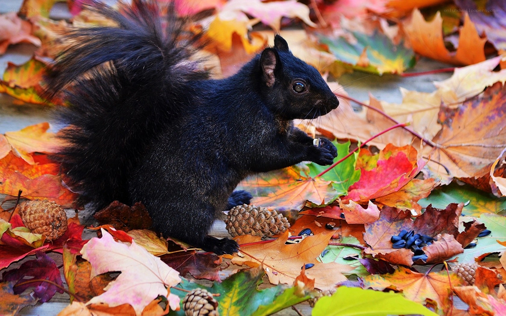 Black squirrel in autumn leaves