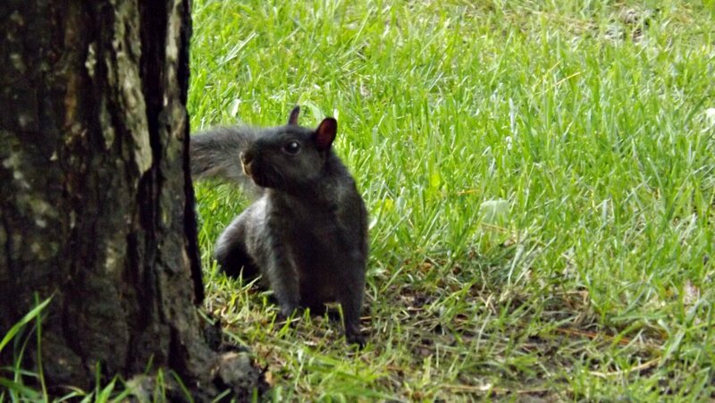 Black Squirrel in Grass — Green, Calm