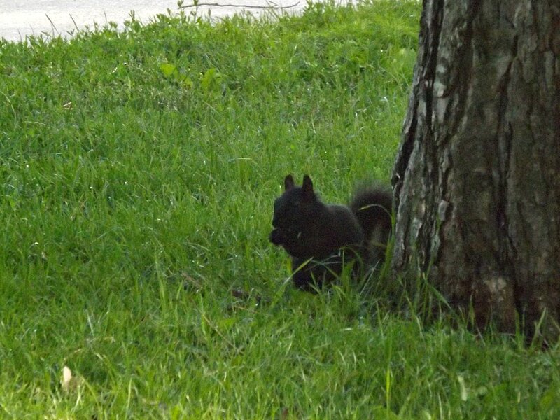 Black Squirrel in Grass — Green