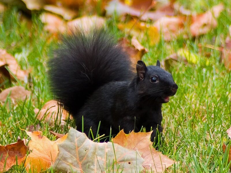 Black Squirrel in Grass