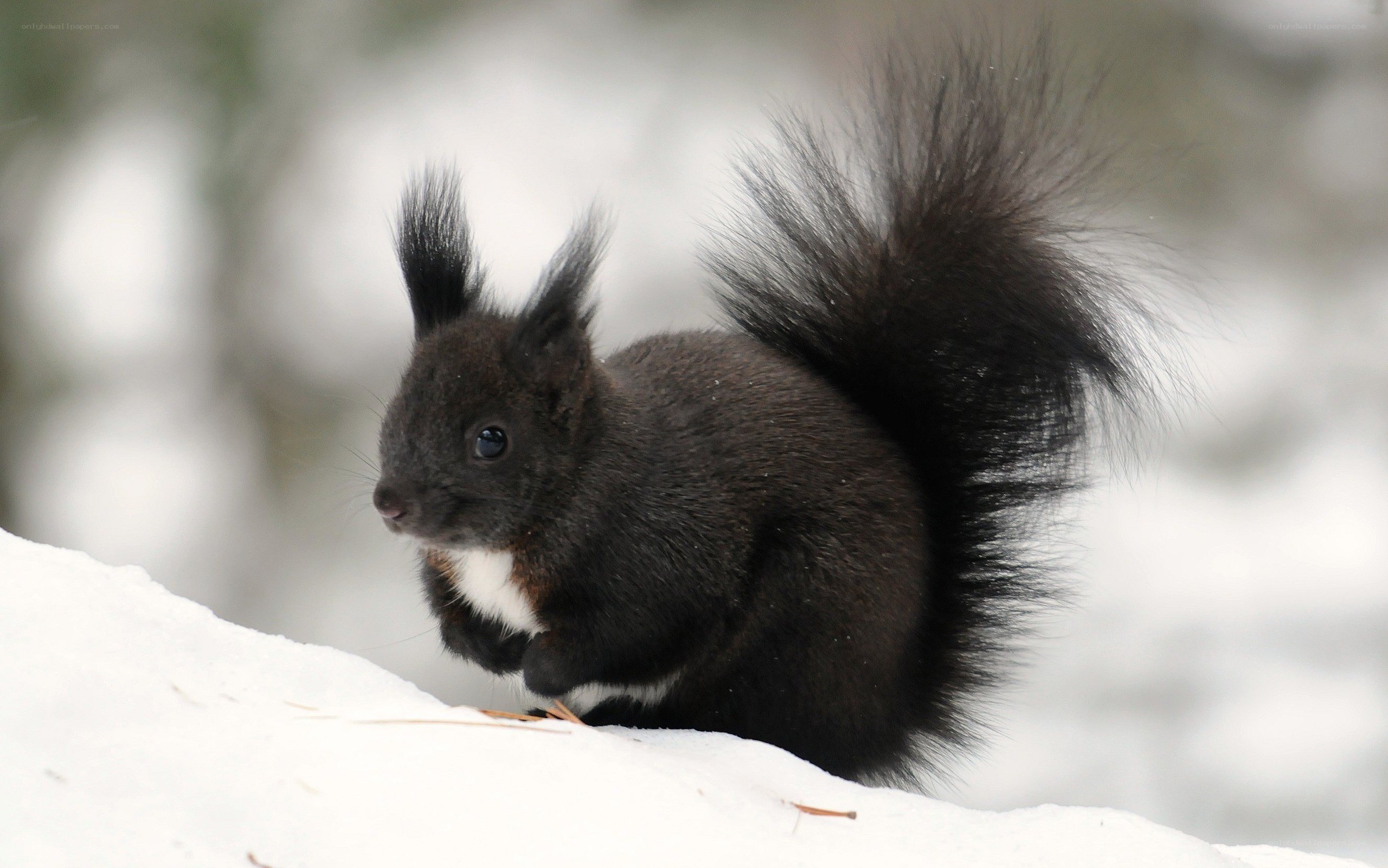 black squirrel in snow