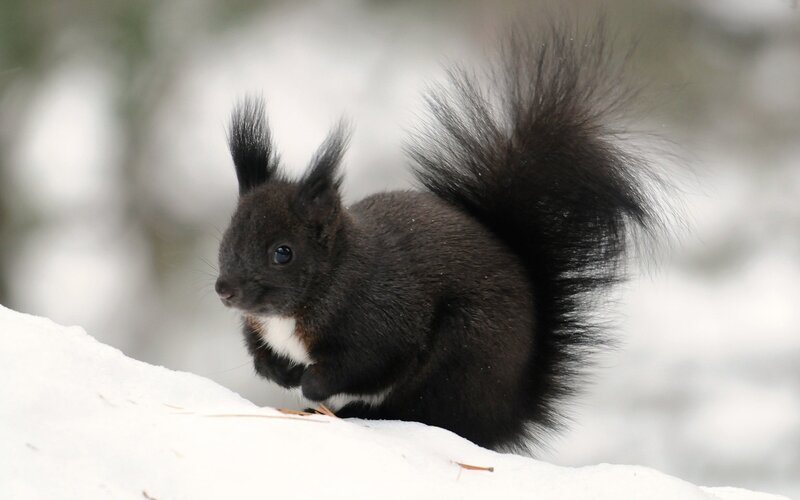 Black Squirrel in Snow — Calm, Winter, Photograph, Forest