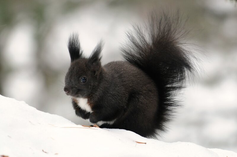 Black Squirrel in Snow — Calm, Winter, Photograph
