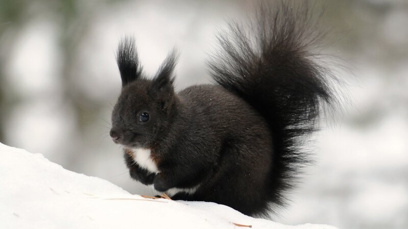 Black Squirrel in Snow — Calm, Winter
