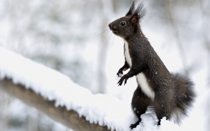 Black Squirrel in Snow — White