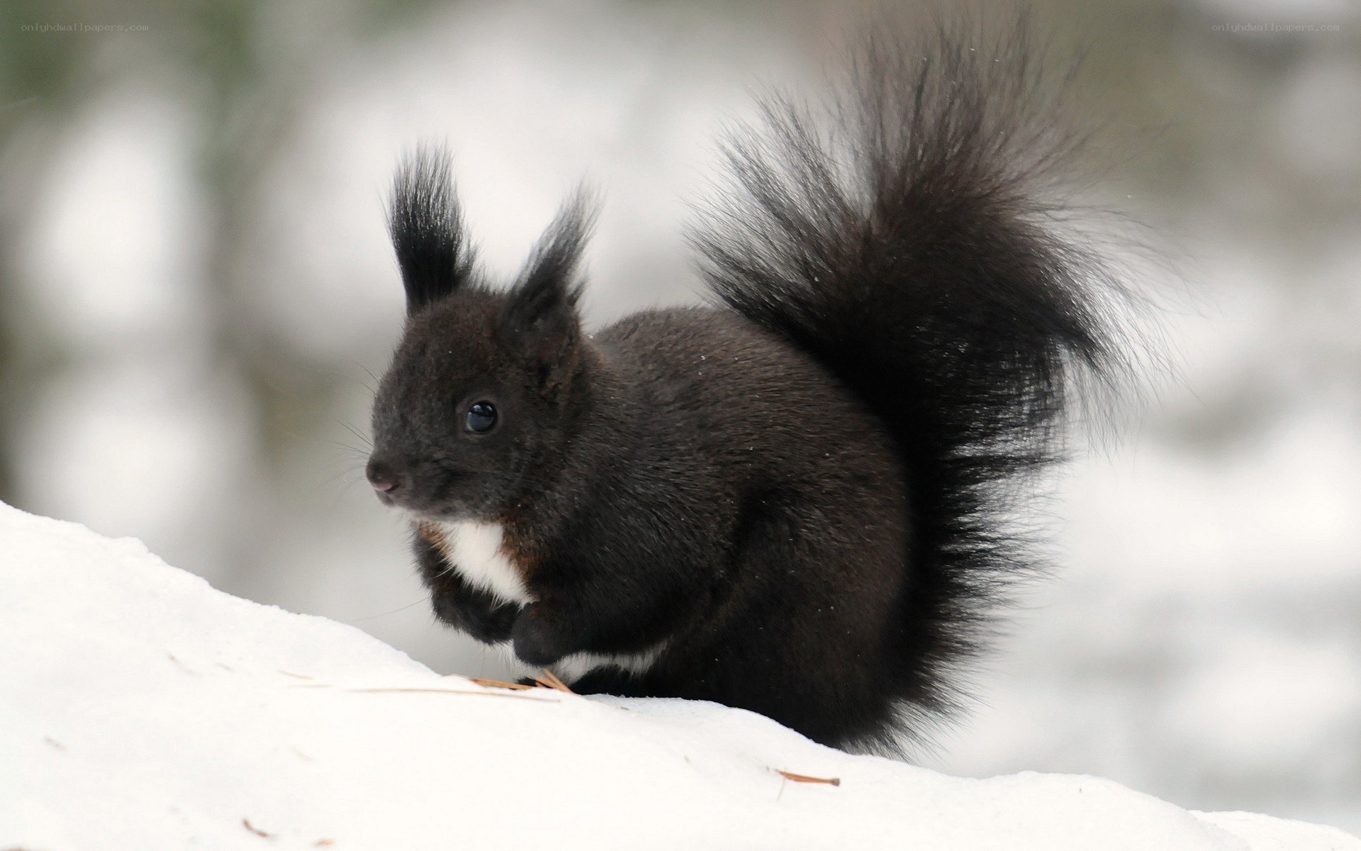 black squirrel in snow