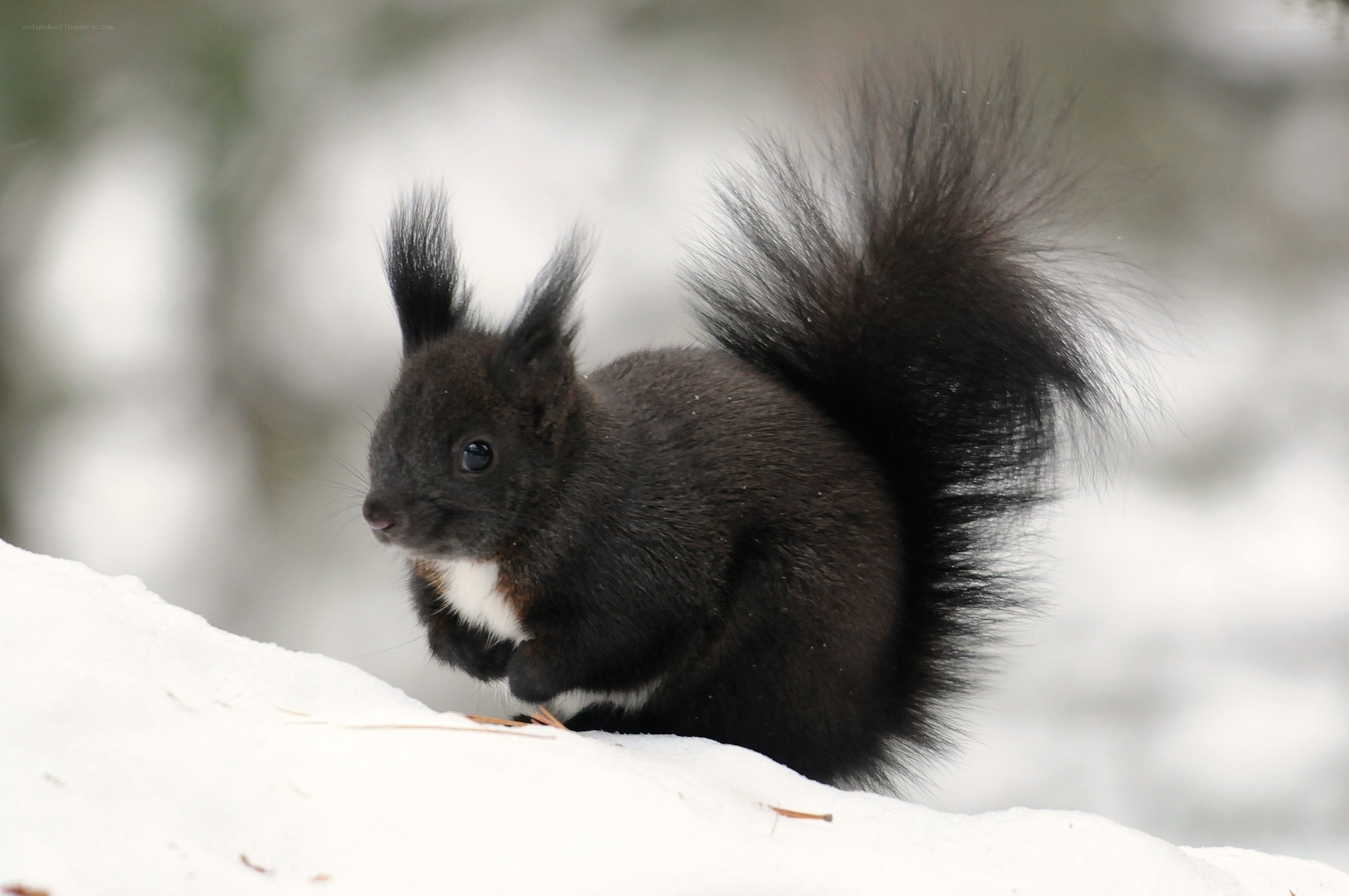 Black squirrel in the snow