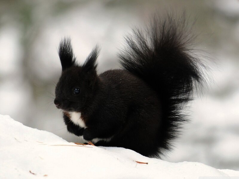black squirrel in the snow