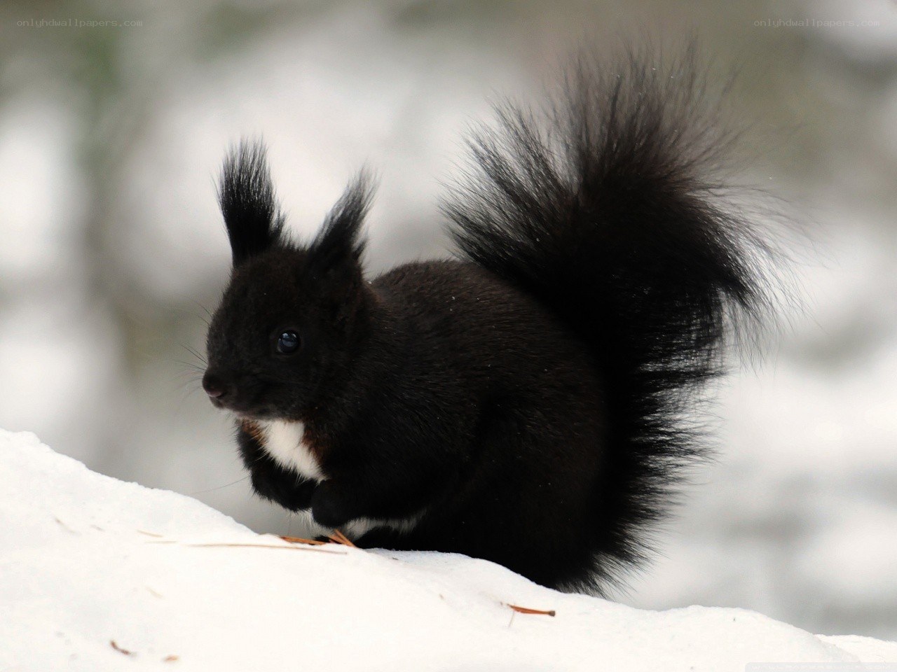 black squirrel in the snow