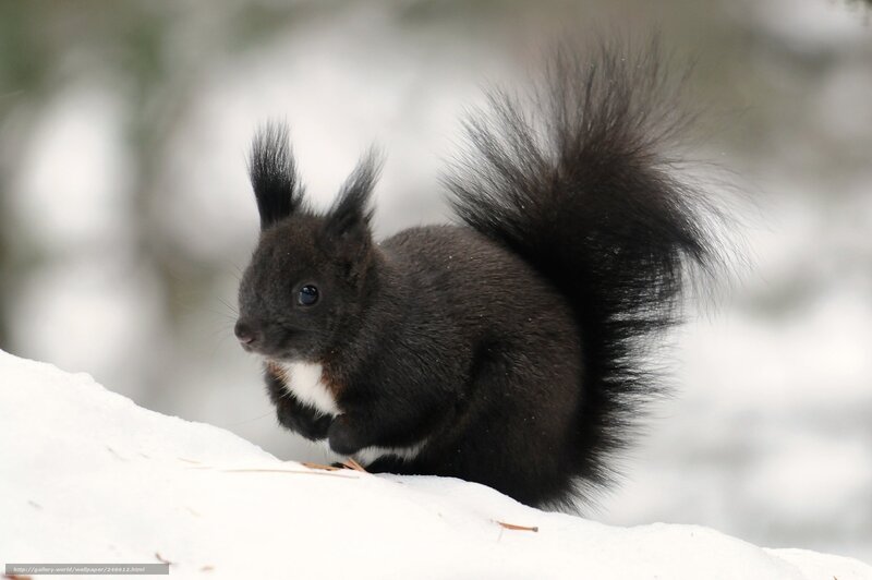 Black squirrel in the snow