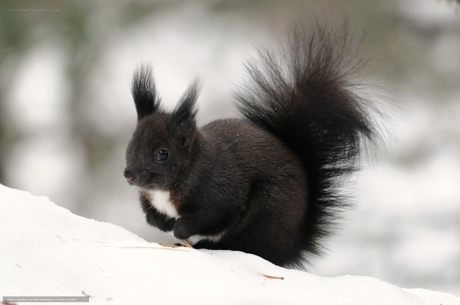 Black squirrel in the snow