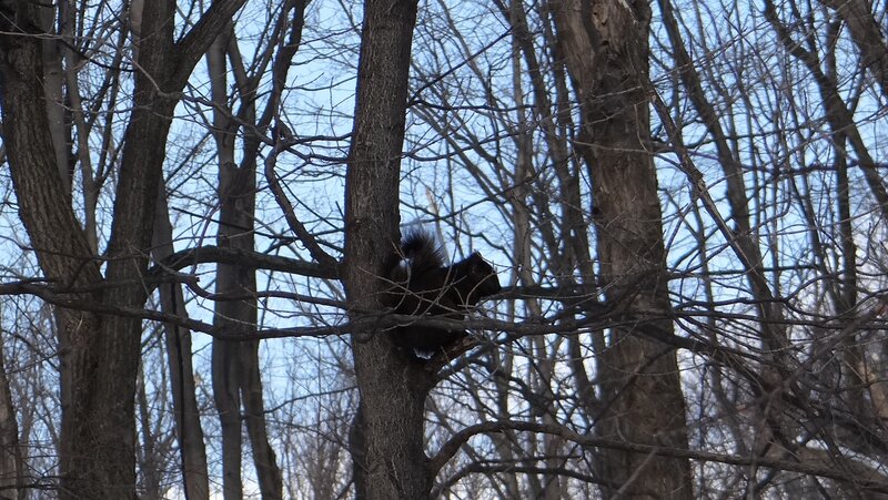 Black Squirrel in Tree