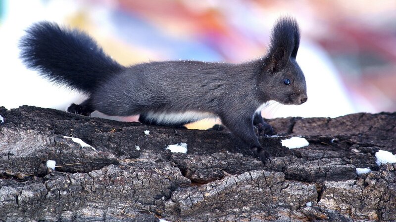 Black squirrel on a log