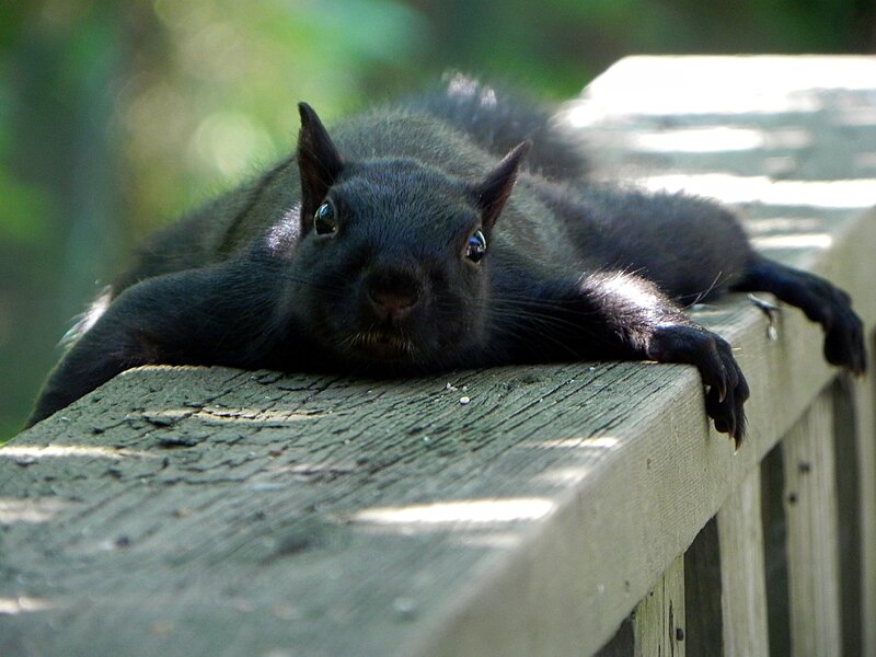 black squirrel on a railing