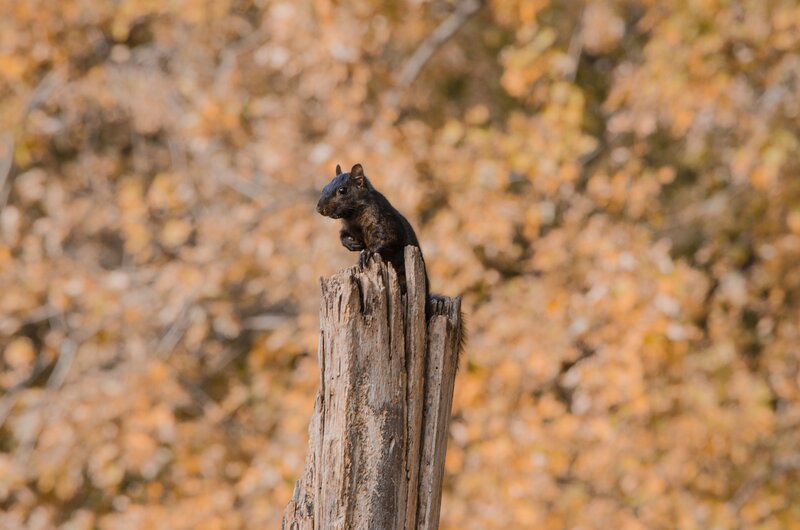 Black squirrel on a tree stump