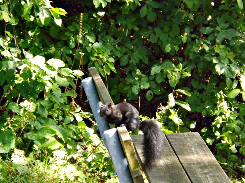 Black Squirrel on Bench