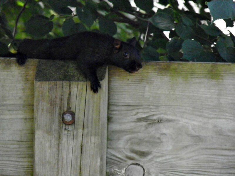 Black Squirrel on Fence