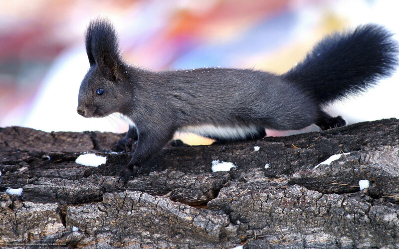 Black Squirrel on Log — Gray