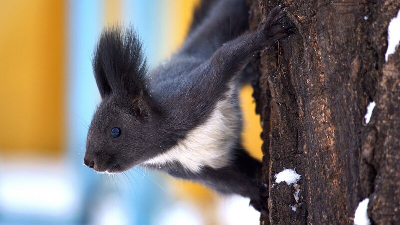 Black Squirrel on Tree — Alert