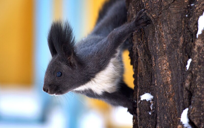 Black Squirrel on Tree — Brown, Alert