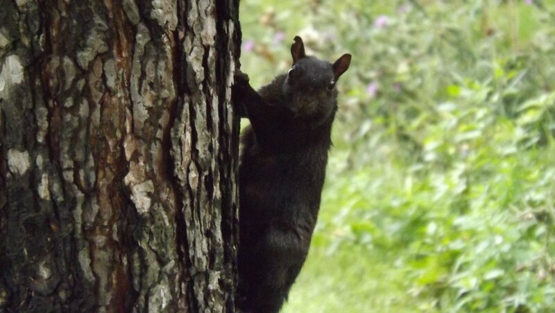 Black Squirrel on Tree — Brown