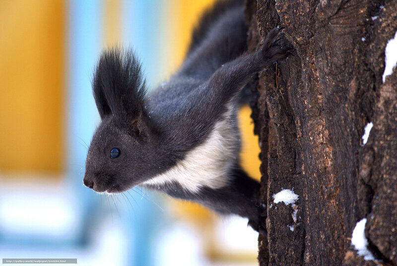 Black Squirrel on Tree — Gray