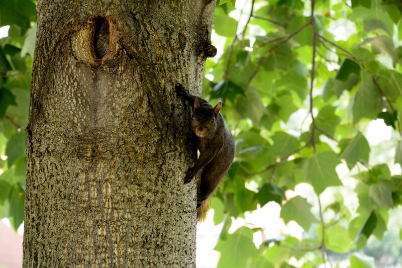 Black Squirrel on Tree — Green