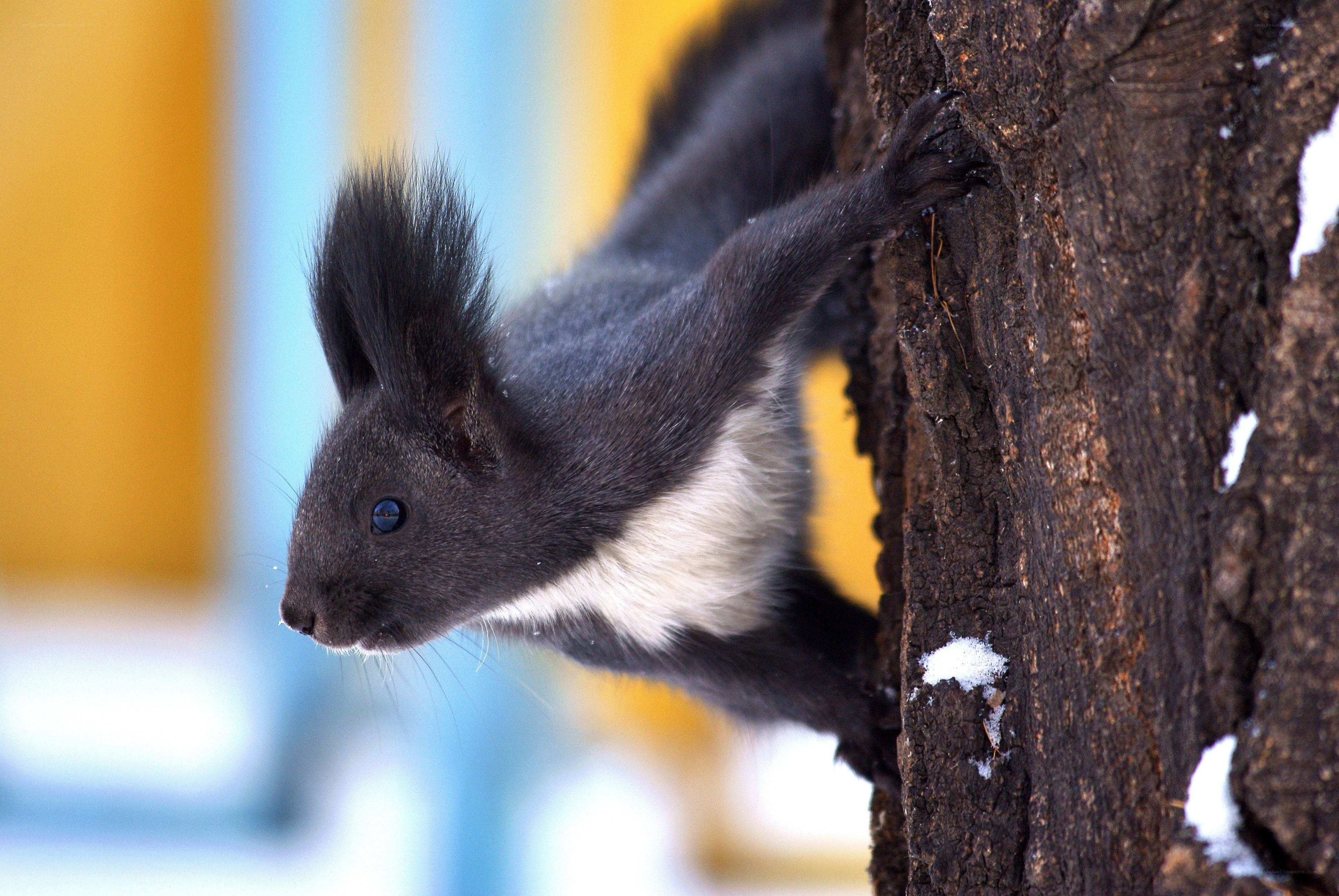 Black squirrel on tree trunk