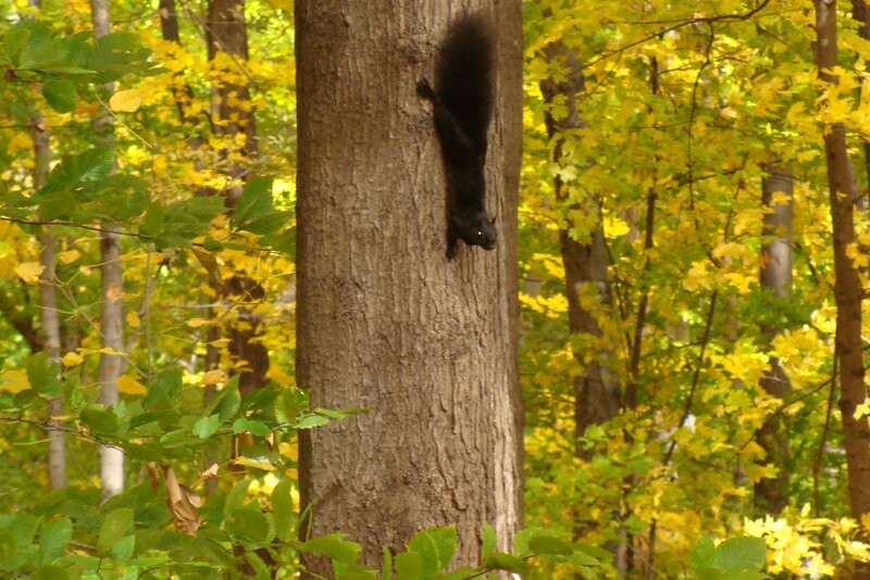 Black Squirrel on Tree — Yellow