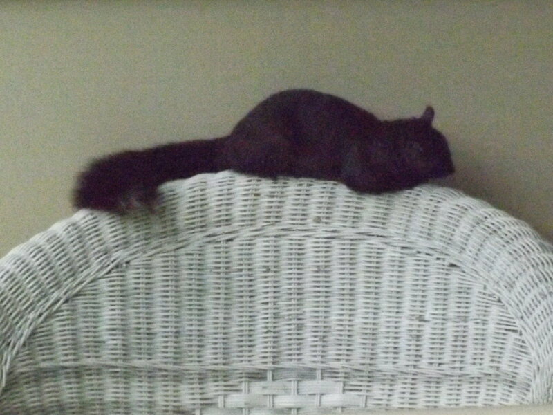 Black Squirrel on Wicker