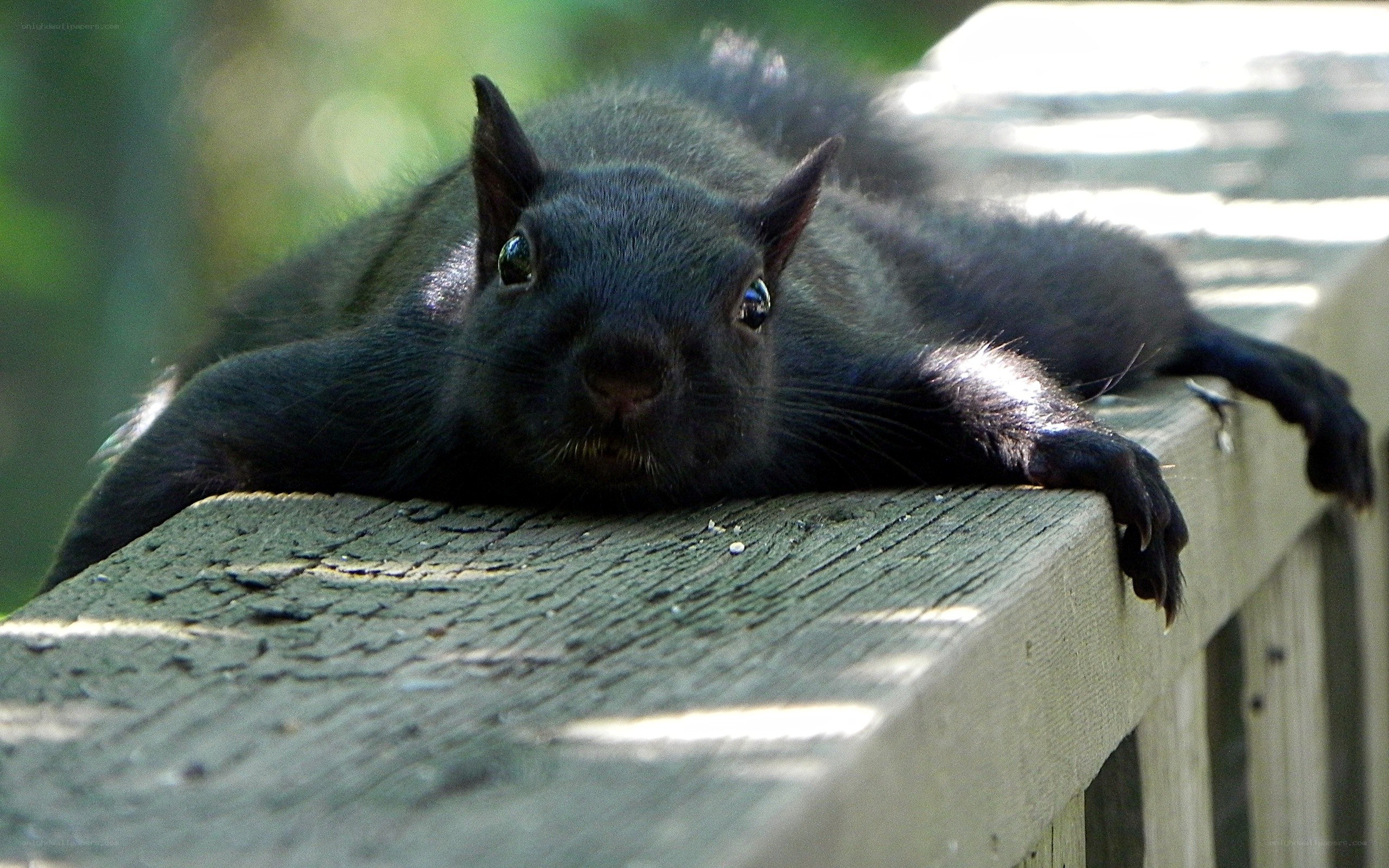 black squirrel on wooden railing