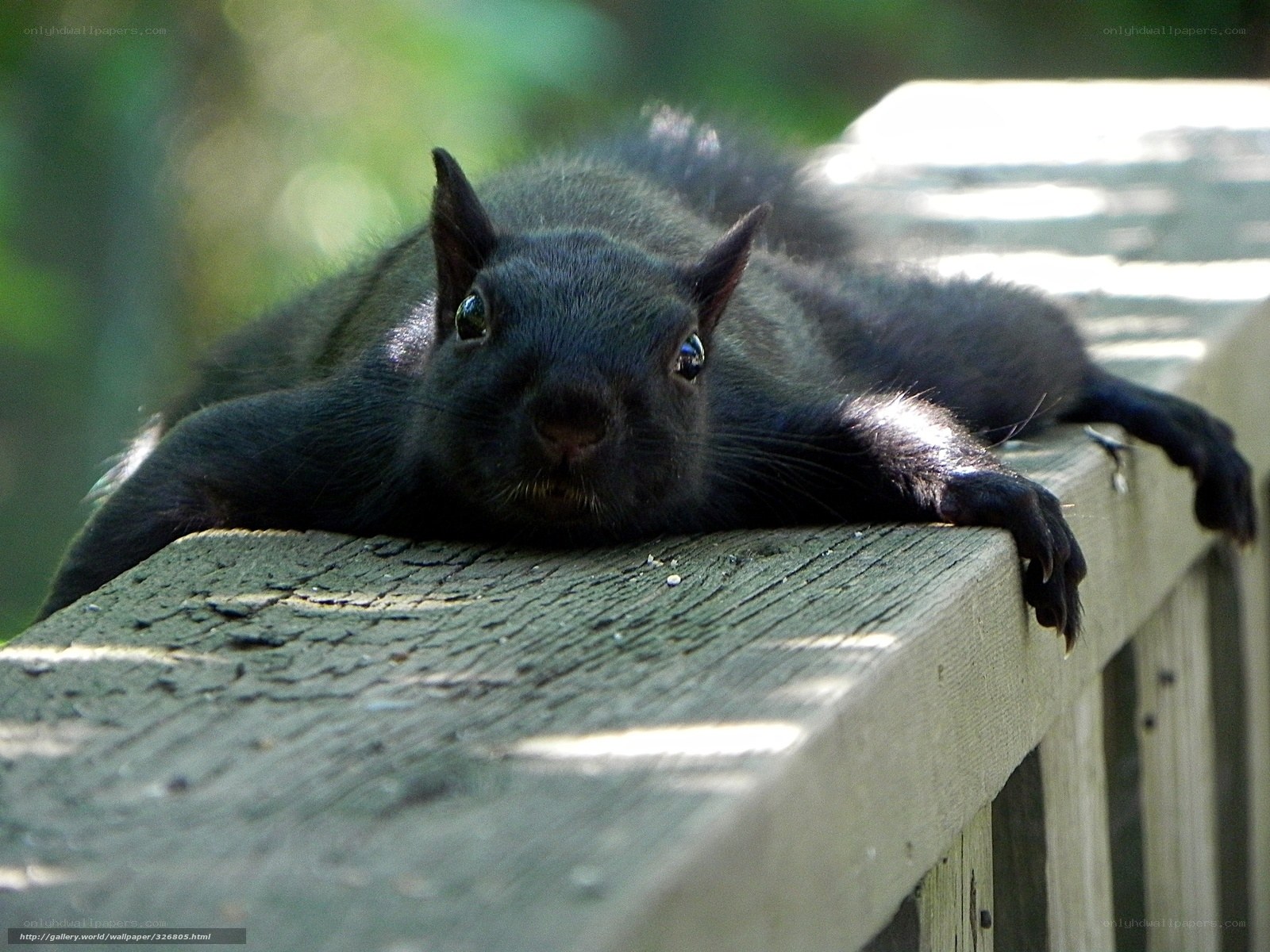 black squirrel on wooden railing