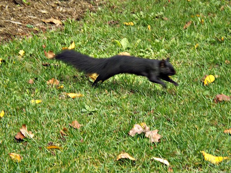 Black Squirrel Running
