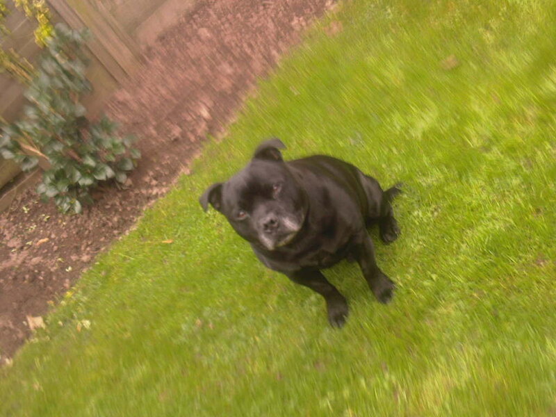 Black Staffordshire Bull Terrier