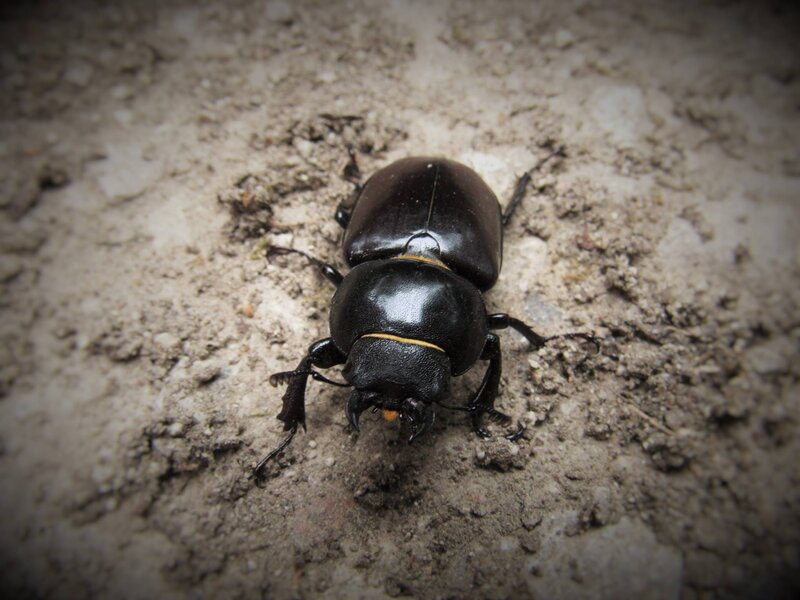 Black Stag Beetle — Natural