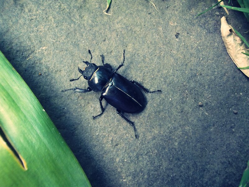 Black Stag Beetle