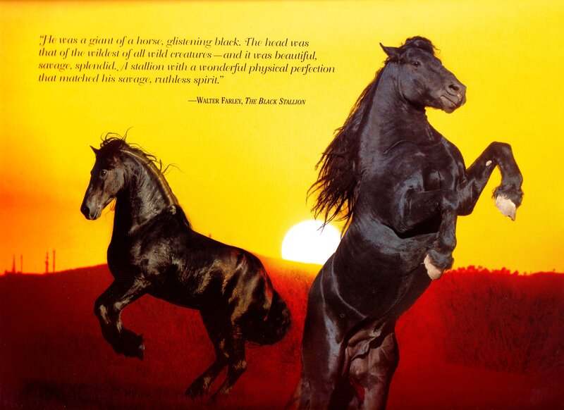 Black Stallions in Field