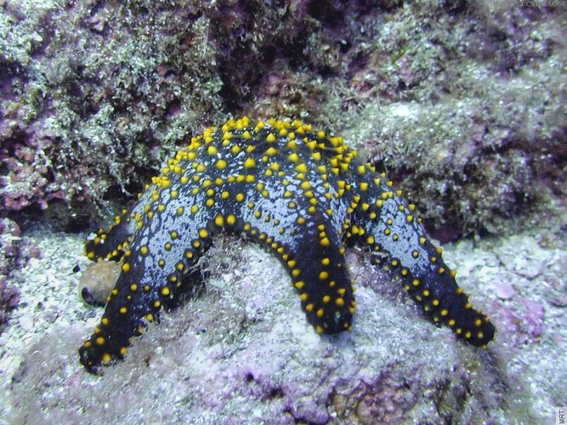 Black starfish with yellow spots