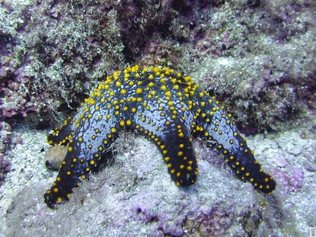 Black starfish with yellow spots