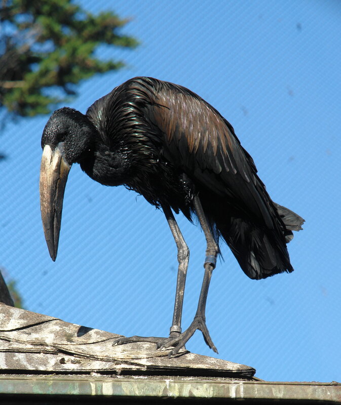 Black stork on a roof