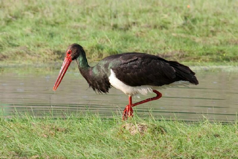 Black Stork Walking