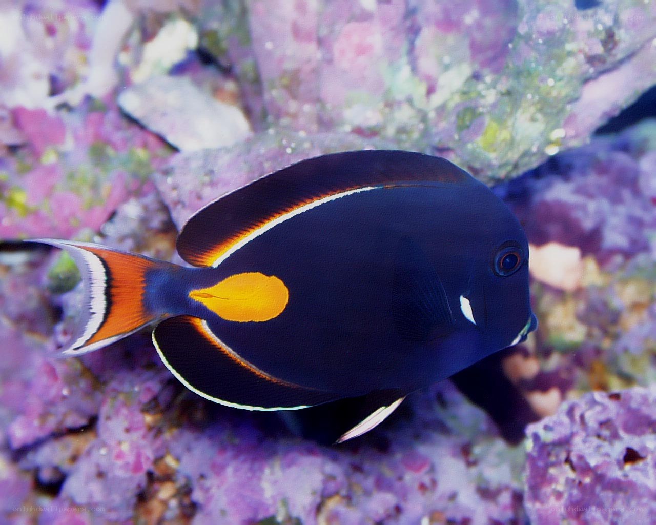 black surgeonfish with yellow spot