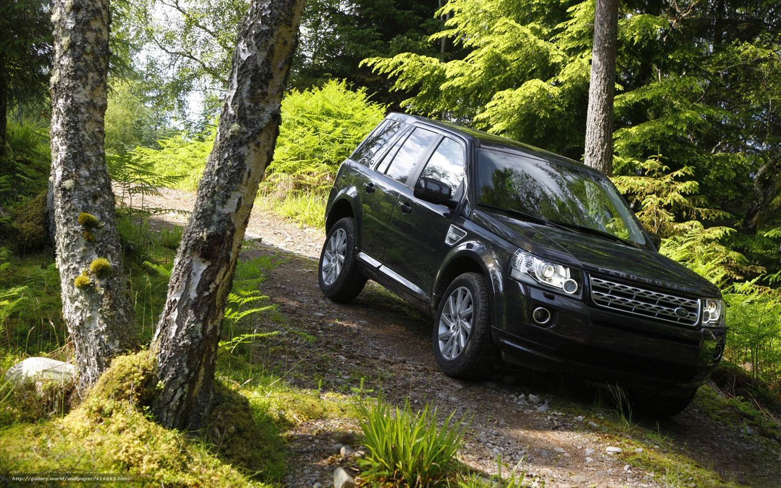Black SUV in forest trail